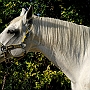 Lusitano_50_(74)