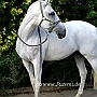 Lusitano_50_(75)