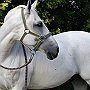 Lusitano_50_(76)