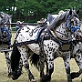 NorikerG2_4a1(22)