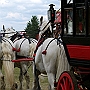 Percheron+BoulonnaisG2_4a1(4)