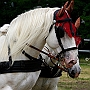 Percheron4(1)