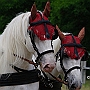 Percheron4(3)