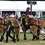 Rheinisch-Deutsches_Kaltblut_G3_4a(27)