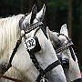Shire_Horse49(1)