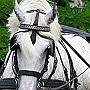 Shire_Horse49(2)