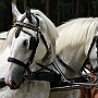 Shire_Horse49(4)
