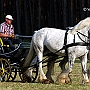 Shire_Horse_G3_2a1(1)