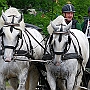 Shire_Horse_G3_2a1(10)