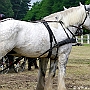 Shire_Horse_G3_2a1(12)