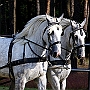 Shire_Horse_G3_2a1(3)