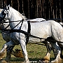 Shire_Horse_G3_2a1(4)