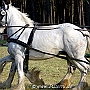 Shire_Horse_G3_2a1(5)