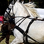 Shire_Horse_G3_2a1(6)