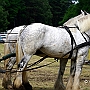 Shire_Horse_G3_2a1(7)