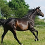 Trakehner38(3)