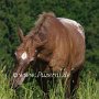 American_Bashkir_Curly_Horse-Appaloosa_2_(1)