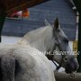 American_Bashkir_Curly_Horse-Extremcurly_1(5)