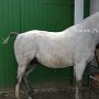 American_Bashkir_Curly_Horse-Extremcurly_1_(1)