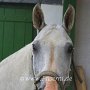 American_Bashkir_Curly_Horse-Extremcurly_1_(2)