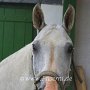 American_Bashkir_Curly_Horse-Extremcurly_1_(2)