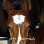 American_Bashkir_Curly_Horse-Glatthaar_1_(17)