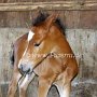 American_Bashkir_Curly_Horse_-Glatthaar_1_(13)