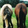 American_Bashkir_Curly_Horse_1_(15)