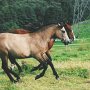 American_Bashkir_Curly_Horse_1_(19)