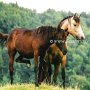 American_Bashkir_Curly_Horse_1_(25)