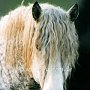 American_Bashkir_Curly_Horse_2_(1)