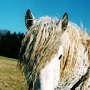 American_Bashkir_Curly_Horse_2_(12)