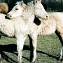 American_Bashkir_Curly_Horse_2_(29)