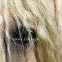 American_Bashkir_Curly_Horse_38_(23)