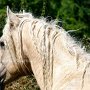 American_Bashkir_Curly_Horse_38_(28)