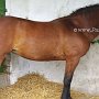 American_Bashkir_Curly_Horse_38_(40)