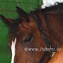 American_Bashkir_Curly_Horse_38_(47)