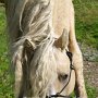 American_Bashkir_Curly_Horse_38_(52)