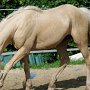 American_Bashkir_Curly_Horse_38_(54)