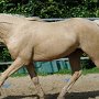 American_Bashkir_Curly_Horse_38_(58)