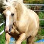 American_Bashkir_Curly_Horse_38_(63)