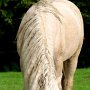 American_Bashkir_Curly_Horse_39_(116)