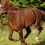 American_Bashkir_Curly_Horse_39_(128)