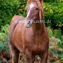 American_Bashkir_Curly_Horse_39_(135)