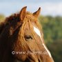 American_Bashkir_Curly_Horse_39_(138)