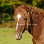 American_Bashkir_Curly_Horse_39_(142)