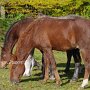 American_Bashkir_Curly_Horse_39_(19)