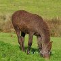 American_Bashkir_Curly_Horse_39_(27)