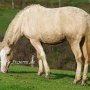 American_Bashkir_Curly_Horse_39_(32)