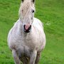 American_Bashkir_Curly_Horse_39_(52)